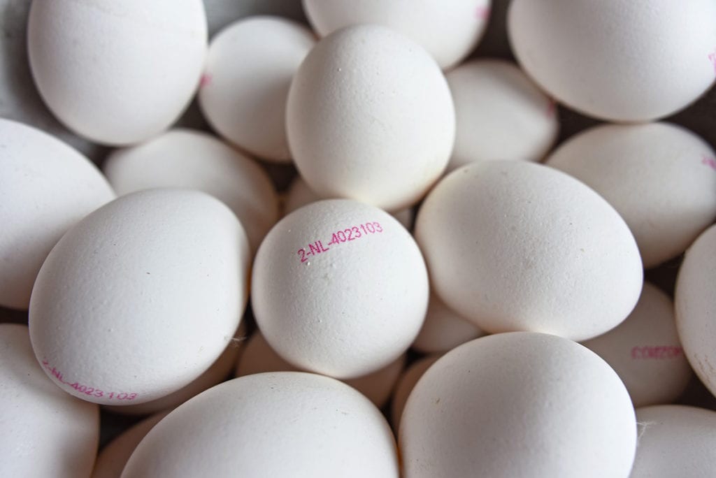 todo sobre los huevos