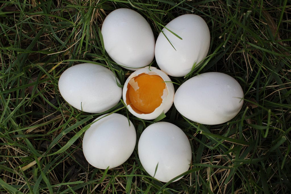 todo sobre los huevos
