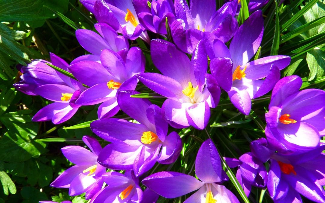 Flor del Azafrán